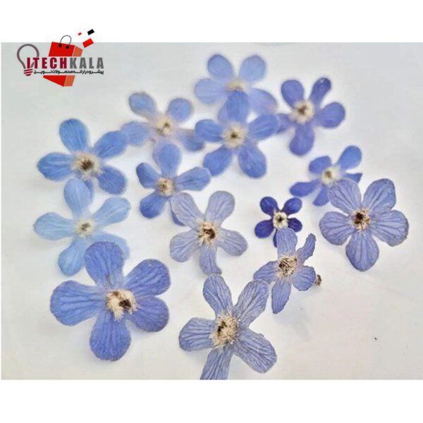 گل خشک آبی (10 عددی)