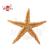 ستاره دریایی (بسته 1 عددی)