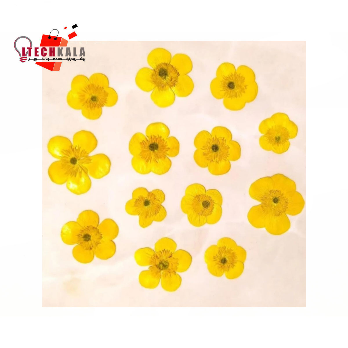 گل آلاله زرد (5 عددی)