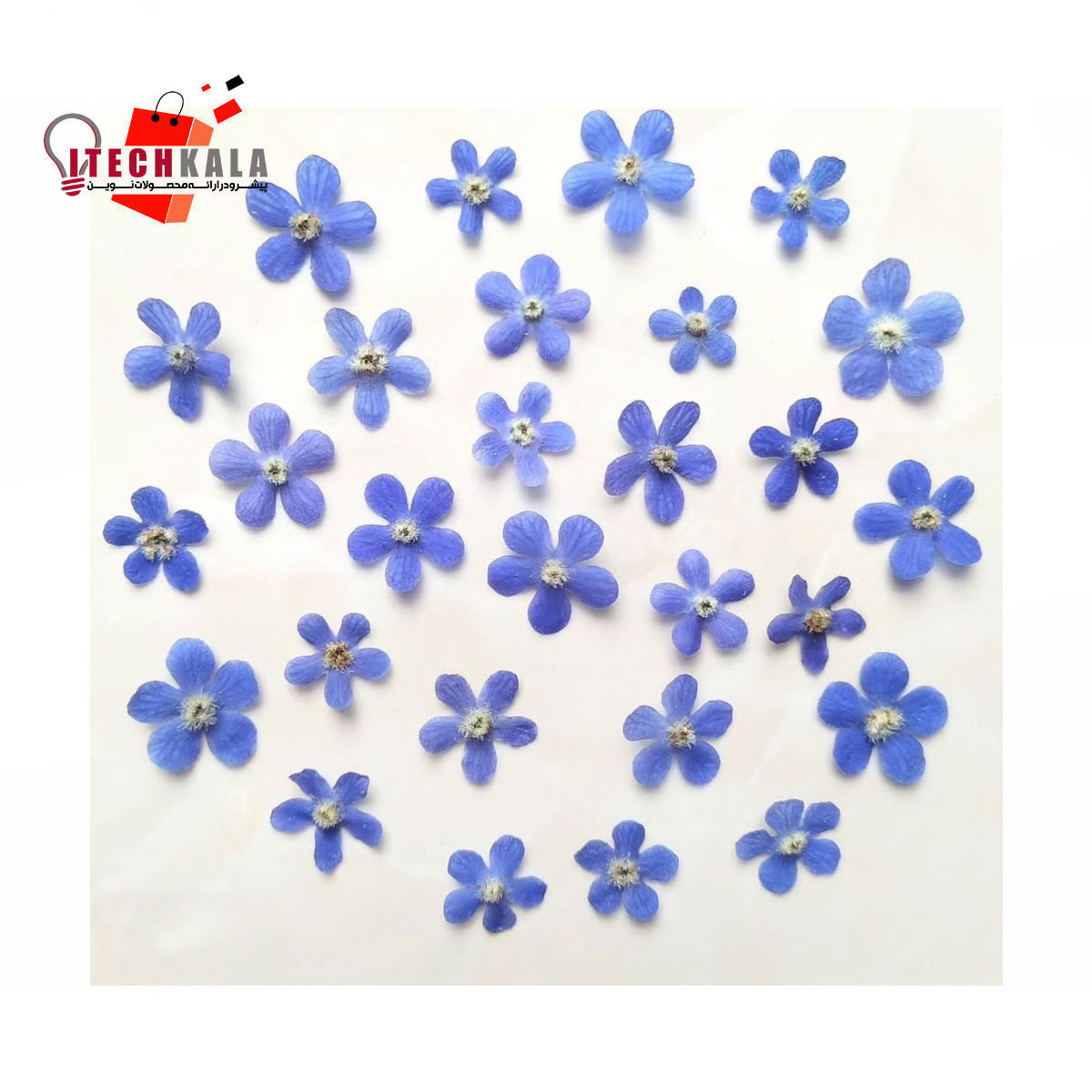 شکوفه آبی (10 عددی)