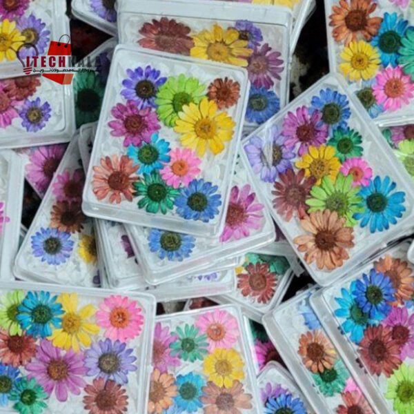 گل خشک بابونه ریز رنگی (10 عددی)